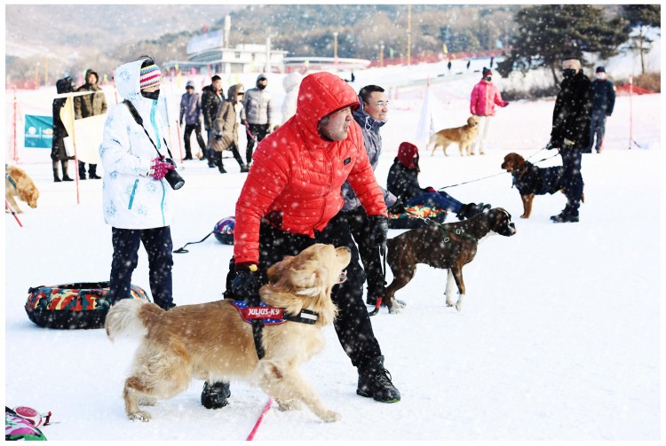 沈城30万+宠物犬拉动经济亿元级消费