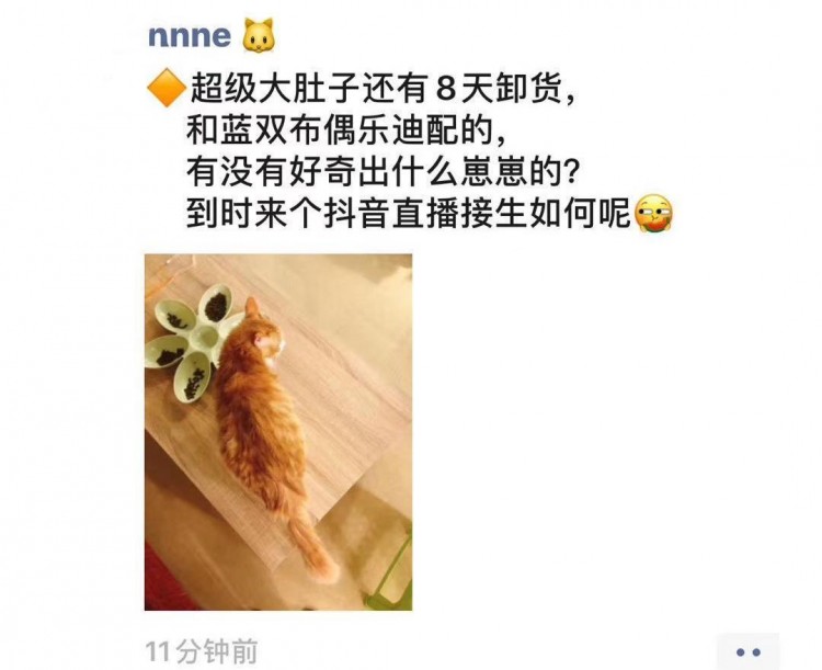 布偶配橘猫奶牛配英短乱配生出的小猫简直不忍直视