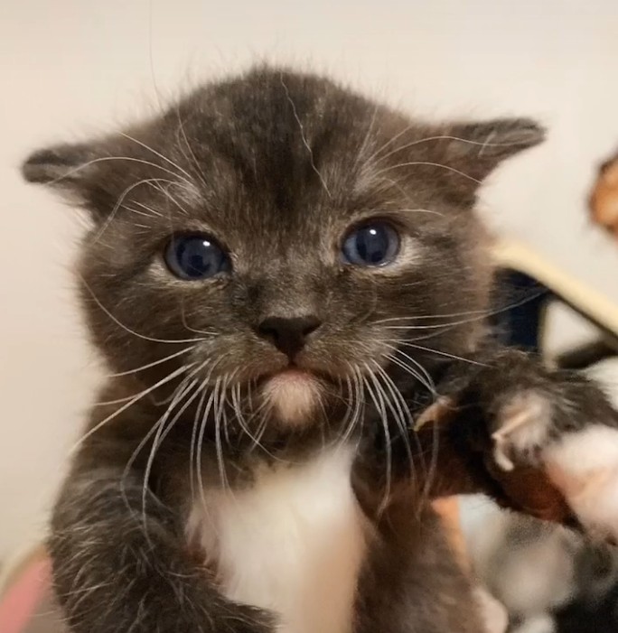 布偶配橘猫奶牛配英短乱配生出的小猫简直不忍直视