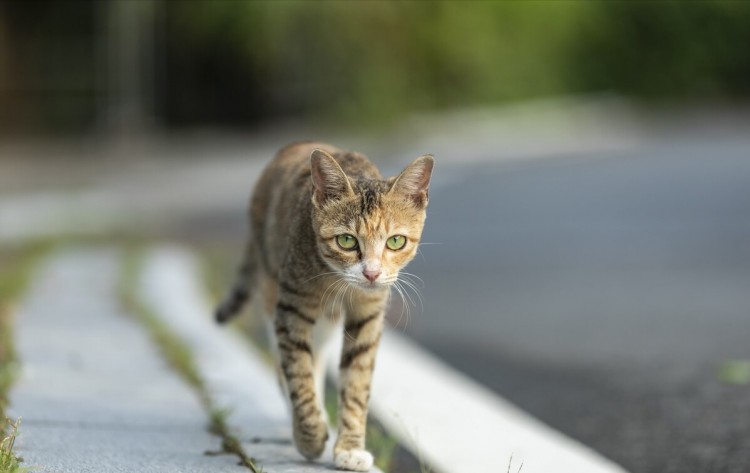 宠物猫和田园猫的区别一个被捧上天一个一文不值