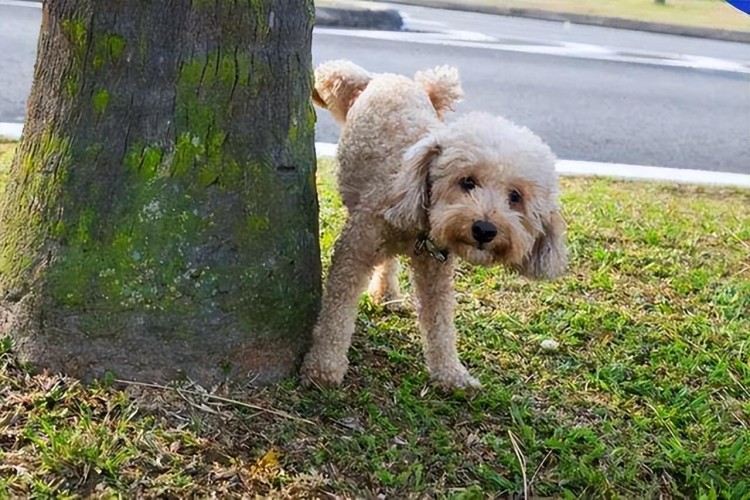 狗狗有结石怎么办不用慌原因预防和治疗方法都在这里