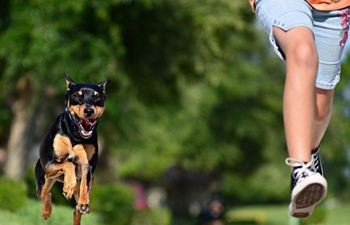 狗狗有结石怎么办不用慌原因预防和治疗方法都在这里