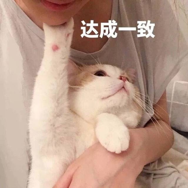 猫咪除了吃猫粮，还可以吃这“5种肉”，健康又营养