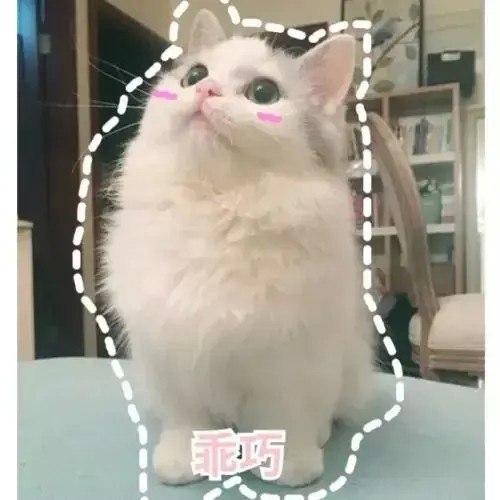 养一只长毛猫到底有多难