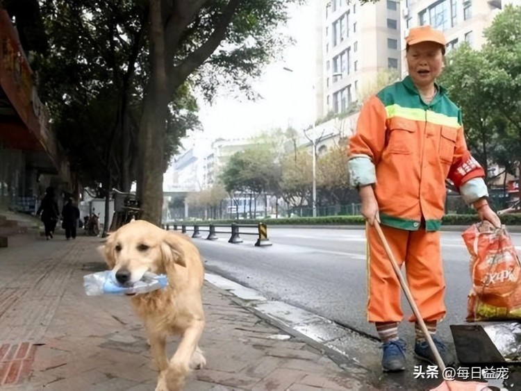 受伤的金毛被环卫工救起它报恩的方式感动无数人太懂事了