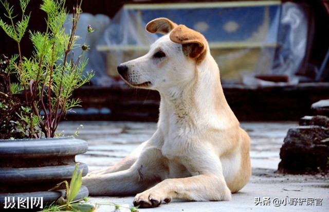 中华田园犬：我们一点都不土我们也很可爱啊