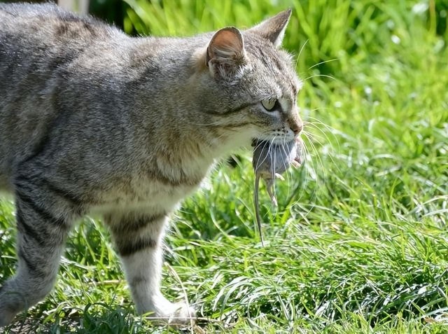 现在的猫还会抓老鼠吗以前说猫不吃老鼠会瞎宠物猫怎么不瞎