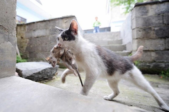 现在的猫还会抓老鼠吗以前说猫不吃老鼠会瞎宠物猫怎么不瞎