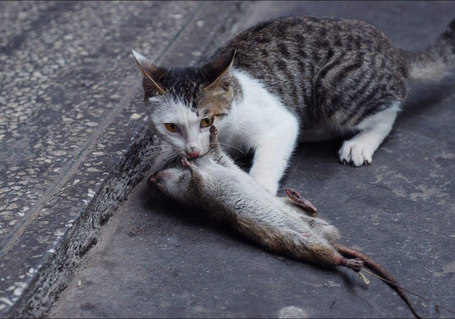 现在的猫还会抓老鼠吗以前说猫不吃老鼠会瞎宠物猫怎么不瞎