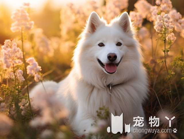 秋田犬吃草是什么原因，狗主有没有懂？