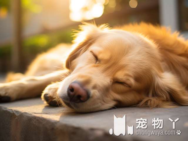 蝴蝶犬40天喂养攻略